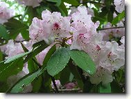 Rhododendron, Azalea