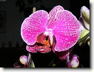 Orchideje