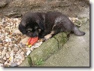 Tibetan Mastiff