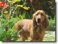 English Cocker Spaniel