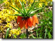 Campanula isophylla