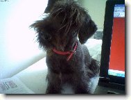 Czech Terrier