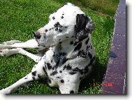 Dalmatian \\\\\(Dog standard\\\\\)