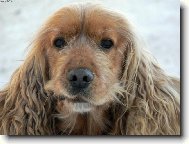 English Cocker Spaniel