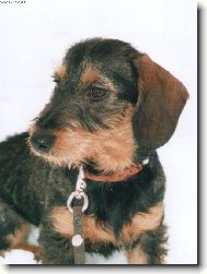 Dachshund