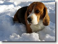 Beagle