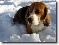 Beagle