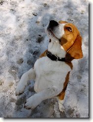 Beagle