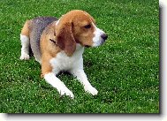 Beagle