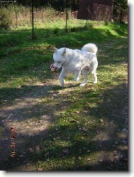 Japanese Akita