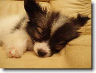 Papillon