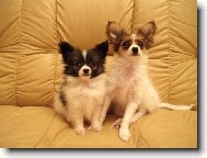 Papillon