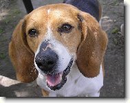 Beagle