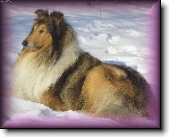 Collie Rough