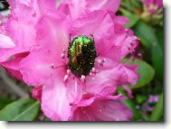 Rhododendron, Azalea