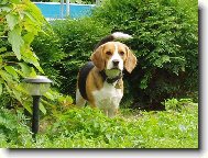 Beagle \\\\\(Dog standard\\\\\)