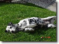 Dalmatian \\\\\(Dog standard\\\\\)