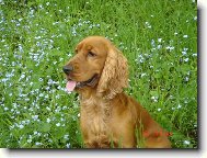 English Cocker Spaniel