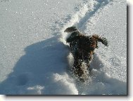 Dachshund