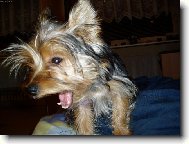 Chinese Crested Dog