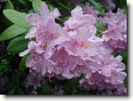 Rhododendron, Azalea