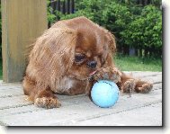 King Charles Spaniel