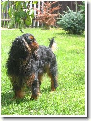 King Charles Spaniel