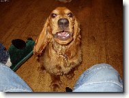 English Cocker Spaniel