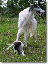 Borzoi  Russian Hunting Sighthound