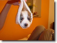 Coton de Tulear