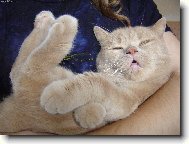 British shorthairs cat