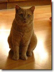 British shorthairs cat