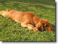 English Cocker Spaniel