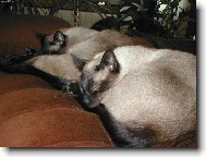 Siamese cat