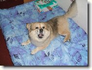 Deutscher spitz - Mittelspitz, German Spitz  Medium size Spitz