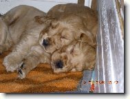 English Cocker Spaniel