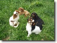King Charles Spaniel