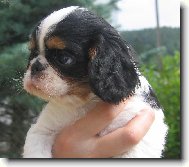 King Charles Spaniel