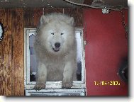 Samojedskaja Sobaka