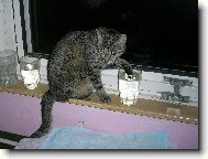 European Shorthair Cat