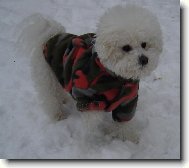 Chinese Crested Dog