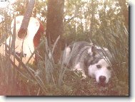 Siberian Husky