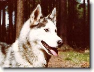 Siberian Husky