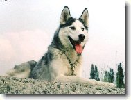 Siberian Husky