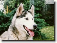 Siberian Husky