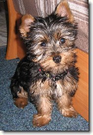 Jorkrsk terier, Yorkshire Terrier,