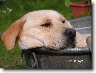 Labrador Retriever