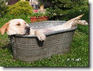 Labrador Retriever