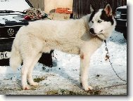 Siberian Husky