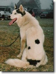 Siberian Husky